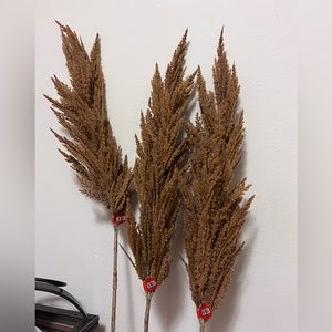 Orange tone pompous grass